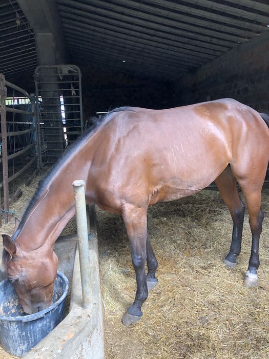 Para venda egua cruzada