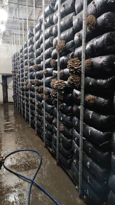 Мицелий вешенки м-8 зимний.