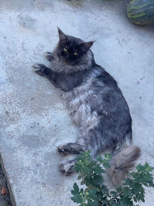 maine coon para covriçao
