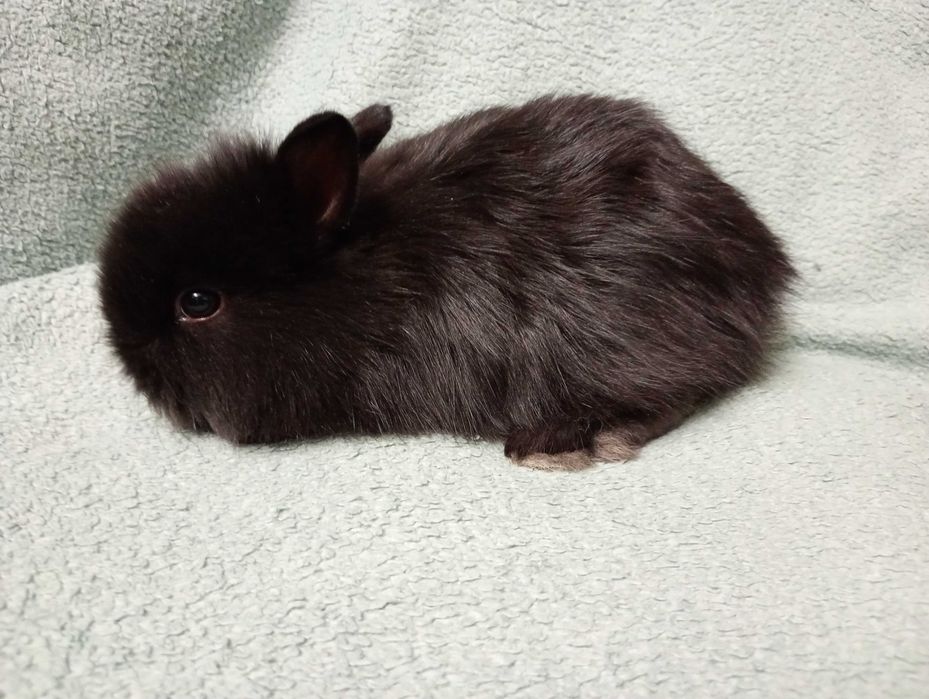 Króliki miniaturki karzełek teddy