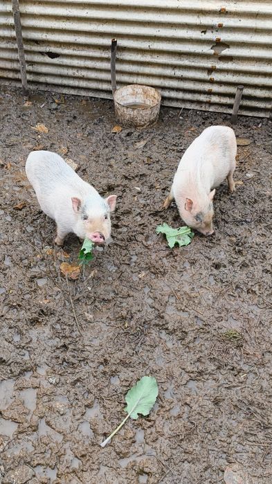 Casal porcos vietnamita branco