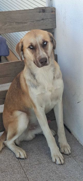 Dois cachorros dóceis encontrados e disponíveis para uma boa adoção.