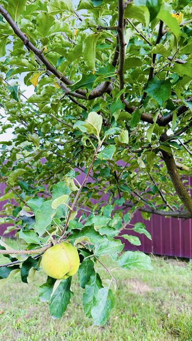 Будинок , Гатне ,інвертор,газ,можно з тваринами