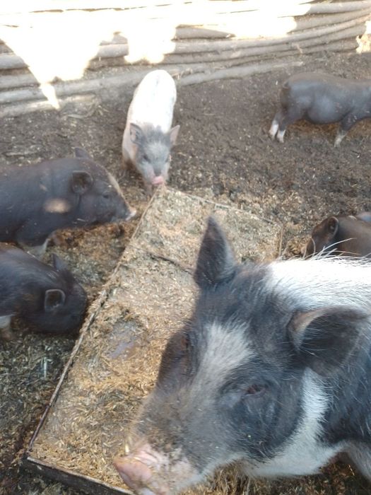 Продам вьетнамцев.