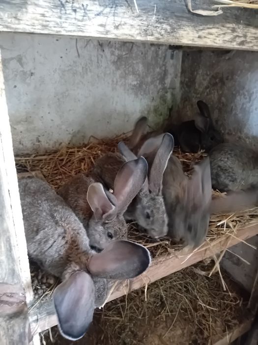 Młode olbrzymy belgijskie