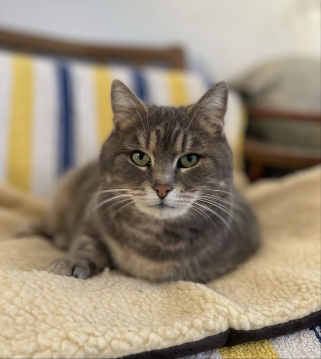 Кошечка в добрые руки бесплатно