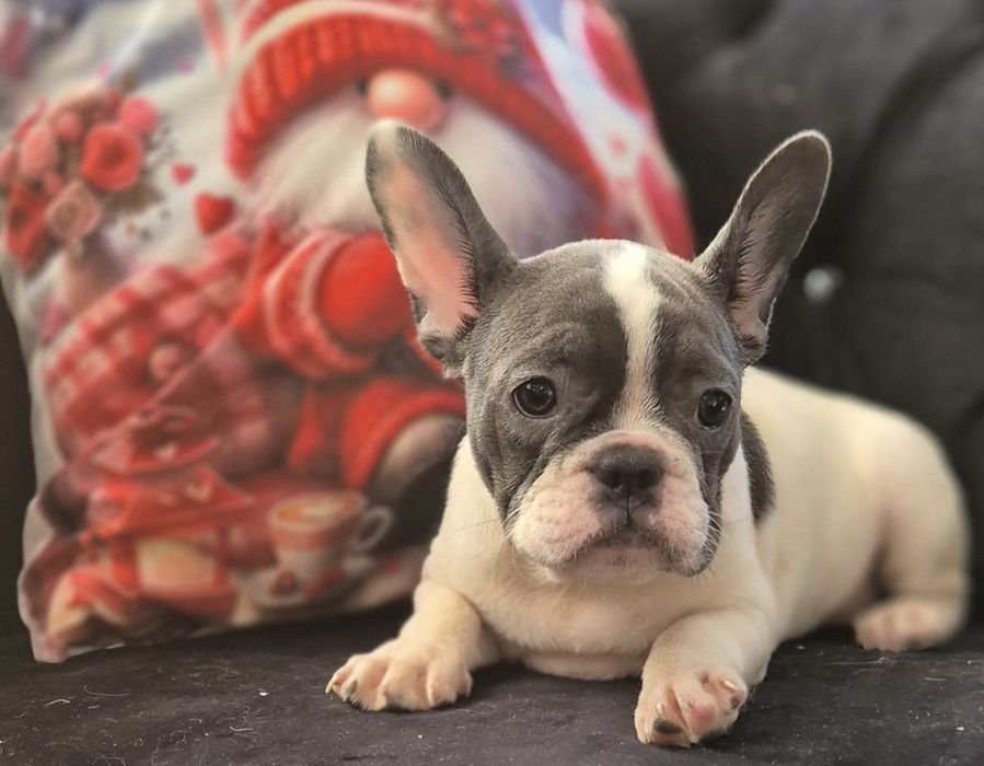 Piekny Buldog Francuski  suczka Dina