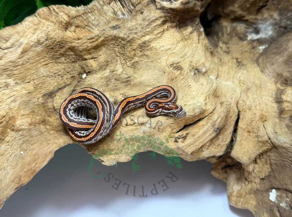 Wąż zbożowy węże zbożowe Szczecin