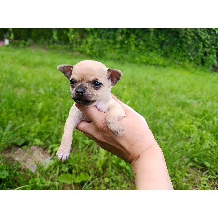 Chihuahua suczka