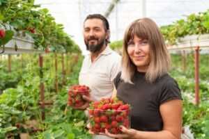 OKAZJA! Sadzonki truskawek w doniczkach prosto od producenta 15 odmian