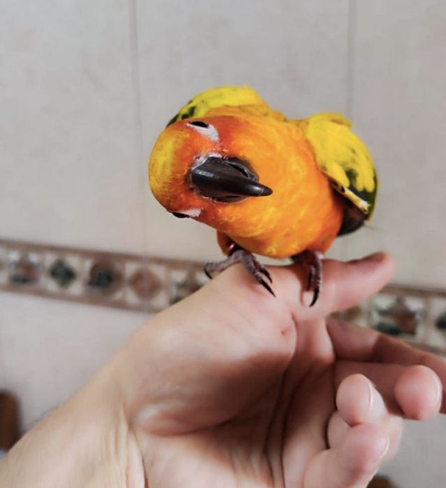 Aratinga sol domésticada,  ring neck violeta , casal caturras mutação  , fêmea domésticada  e  4 gaiolas onde estão