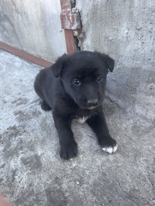 Віддам щенят два хлопчики і одна дівчинка. Мама зла від вівчарки