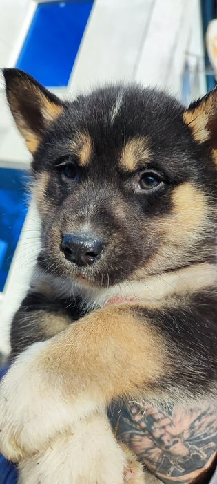 Хлопчик! Продам!