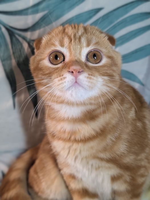Шикарний шотландський котик