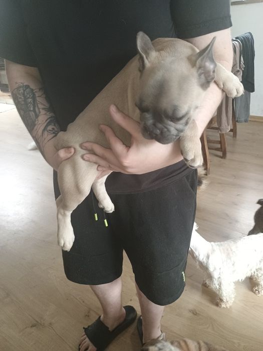 Buldog francuski dziewczynka