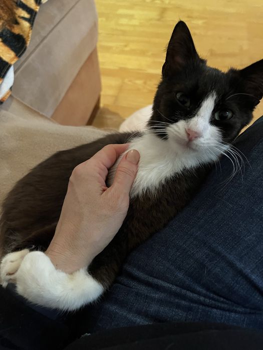 Идеальная кошка компаньон