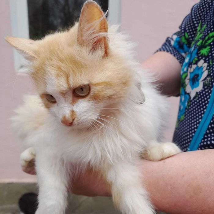 Віддам кошенят в добрі руки