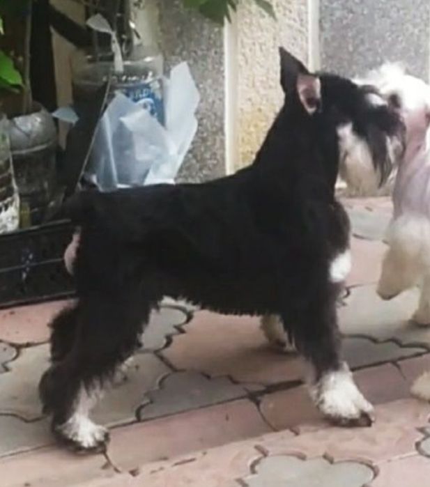 Молодий і активний кобель породи цвергшнауцер запрошує на побачення