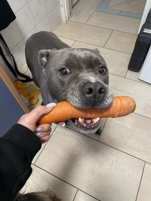 Oddam za darmo – 8-letni amstaff Rolo