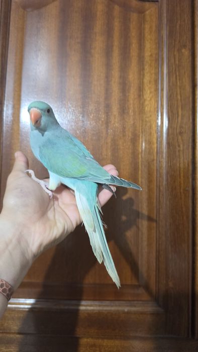 Ring neck azul turquesa cc
