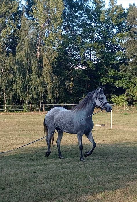 Sprzedam wyjątkową klacz