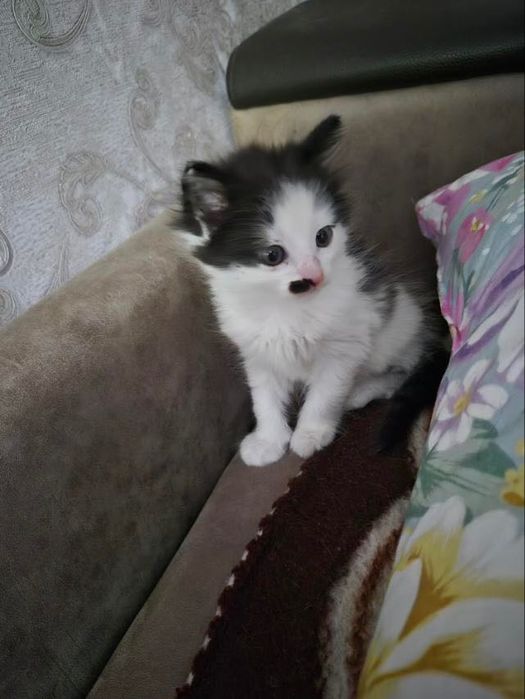 Кошенята.  Котик маленький