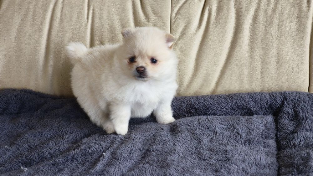 Spitz alemão lulu da Pomerânia fêmea (país com lop),entrego em todo  o país