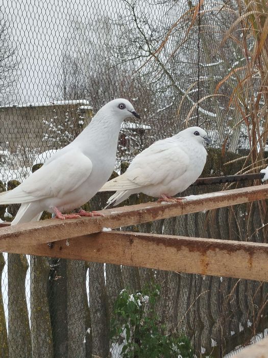 Gołębie jasne Zapraszam