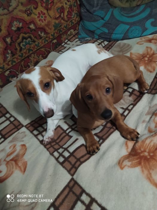 Приймаємо замовлення) на бронь цуценят такс