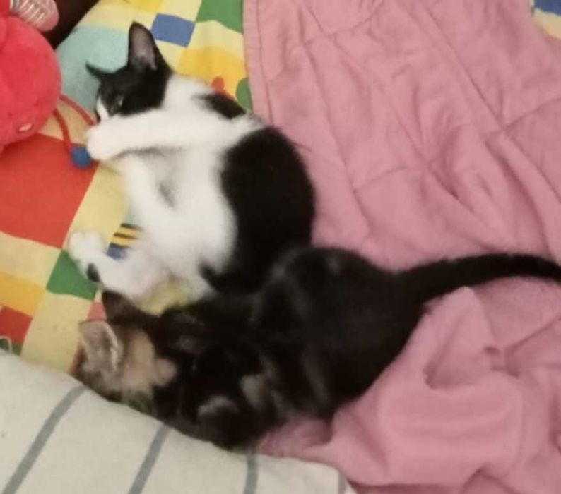 6 gatinhos lindos para adoção responsável