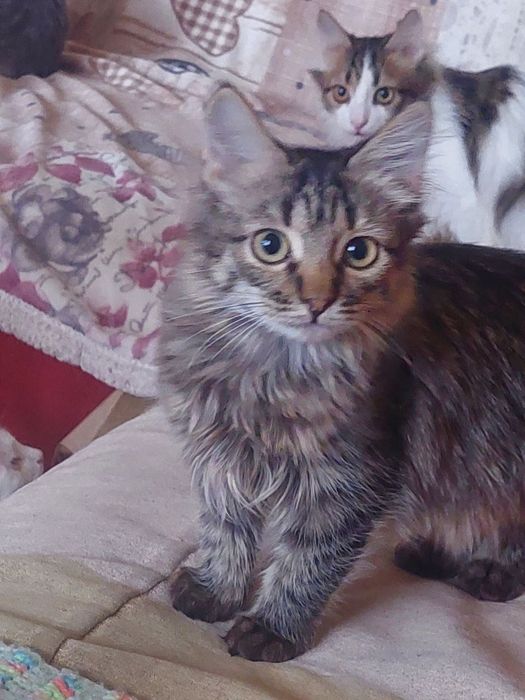 Котята подростки ищут  дом
