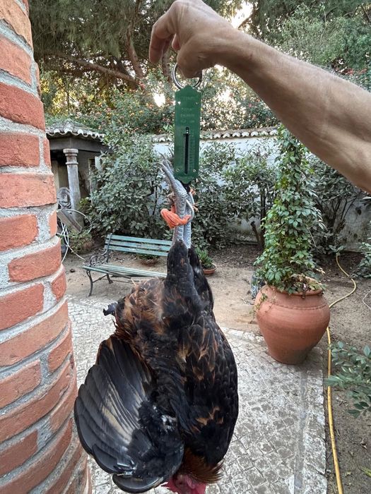 Galos e frangos de raca grande poeideiras