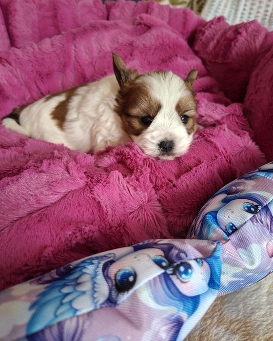 Yorkshire terrier sunia White Ocean Pearl