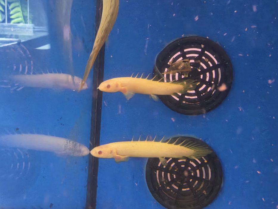 Polypterus Senegalus Albino