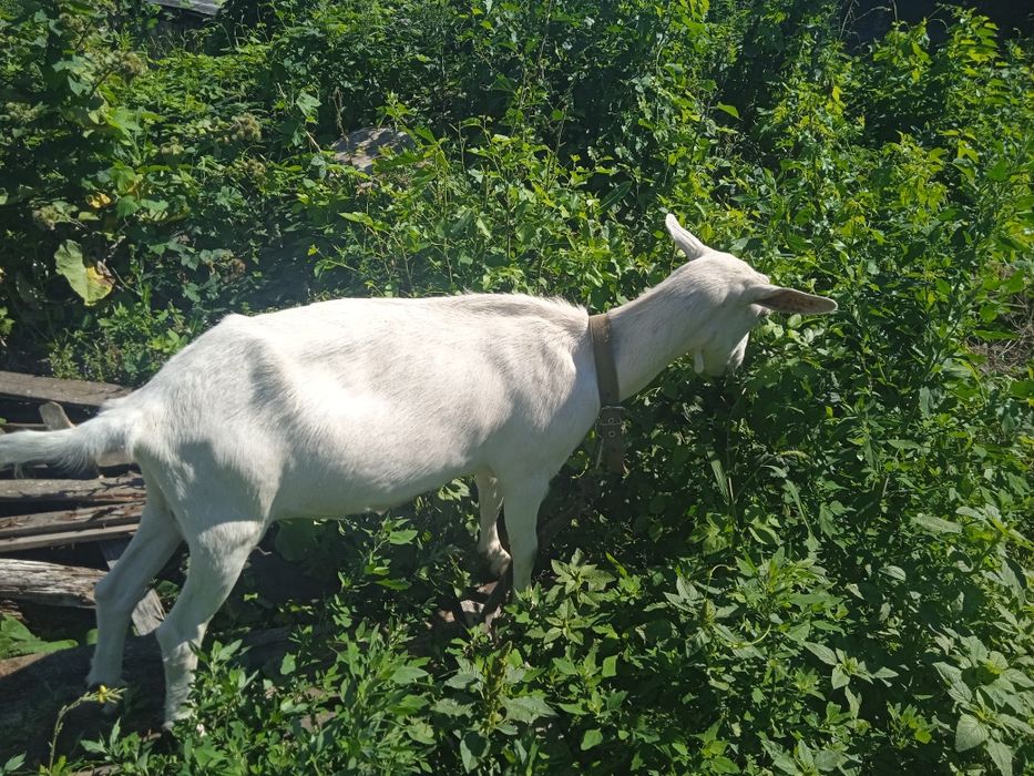 Продаєца коза 2 рок