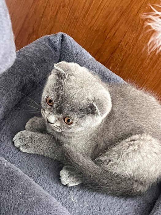 Fêmea Scottish Fold cinza