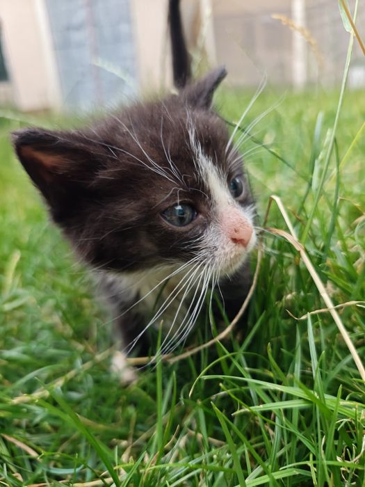 Kocięta szukają domów