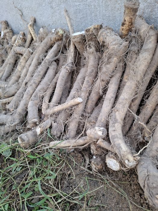 Sprzedam Chrzan Brudny Wysyłka!