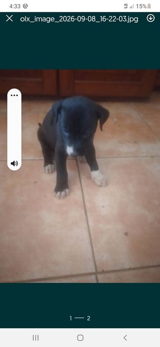 Animais para adopção