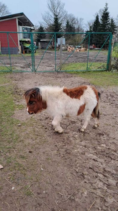 FIOLA klacz kucyk mini szetland apaloosa