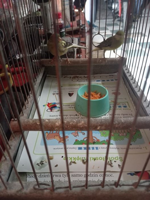 Kanarki, miniatura hiszpańska