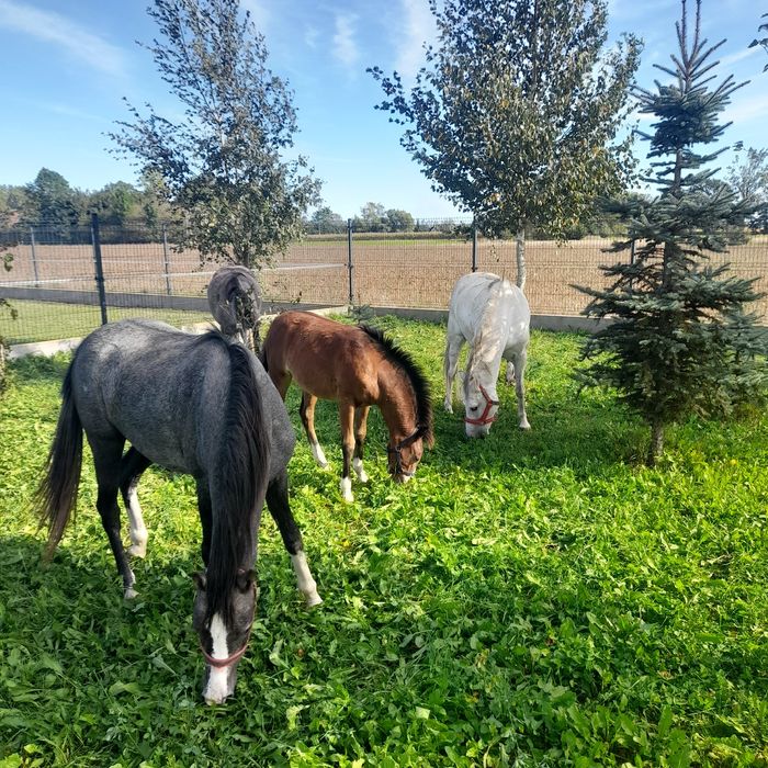 KUCE Klacze Walijskie