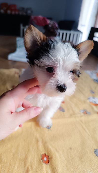 Biewer Yorkshire Terrier ZKwP/FCI