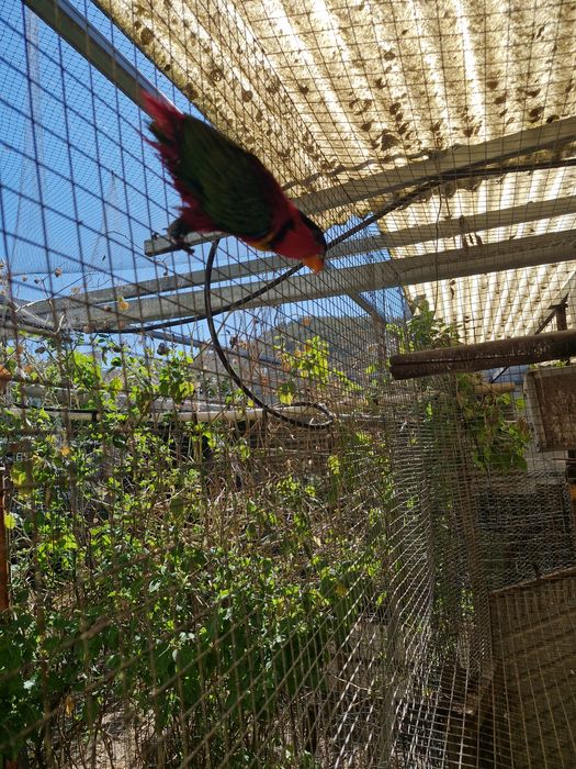 Cedem-se loris yellow bibed