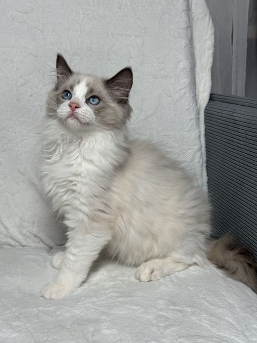 Kocur Ragdoll blue bicolour