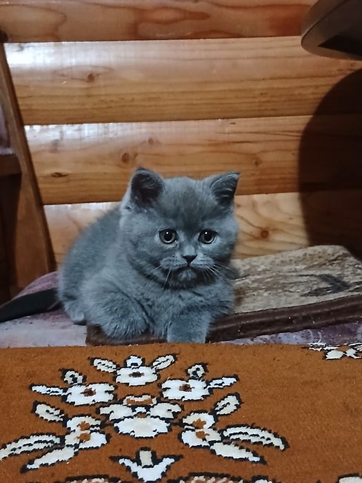 Британські кошенята