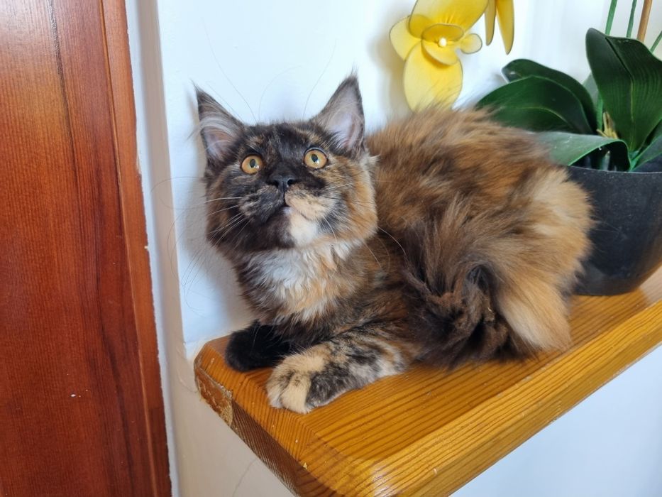 Maine Coon wyjątkowa kotka z rodowodem