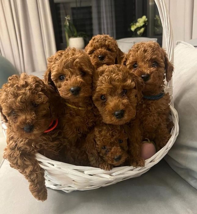 Вибір найкращіх той пуделят, Ред Браун "