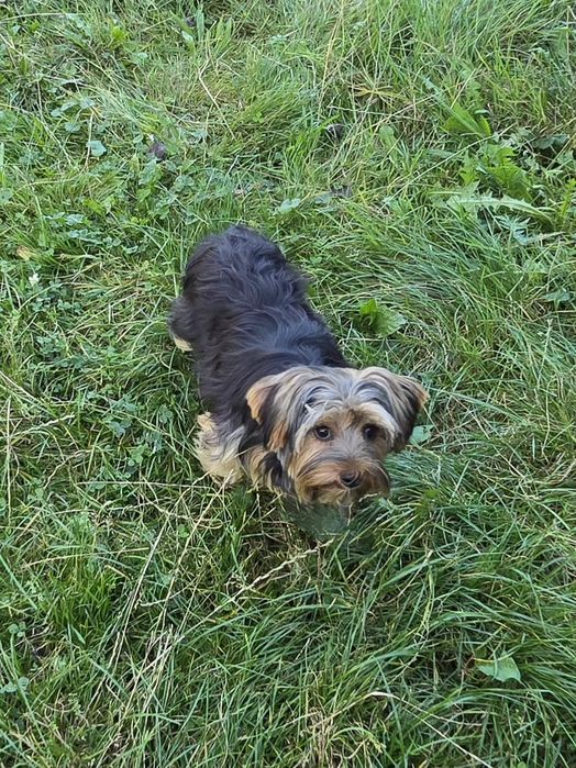 Piesek 9 miesiący Yorkshire terrier