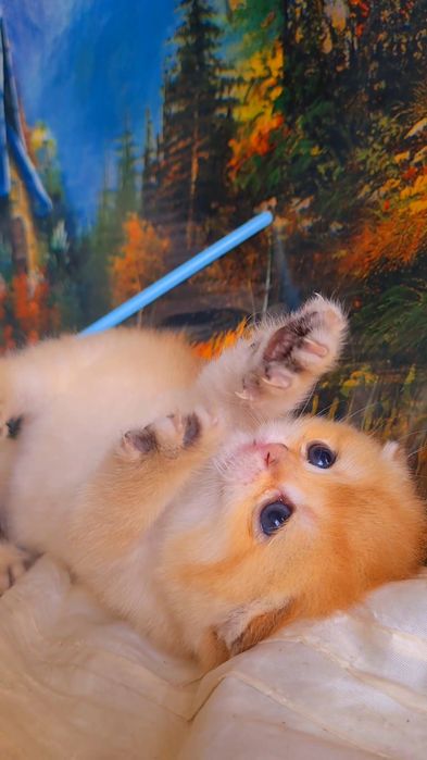 Ручные котята. Малыши золотая шиншилла.